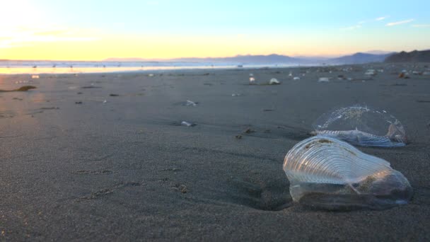 Algas marinas playa de California — Vídeo de stock