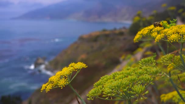 Květy rostou podél kalifornské dálnici jeden — Stock video