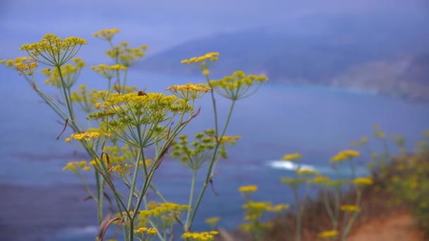 サルビアの花を成長します。 — ストック動画