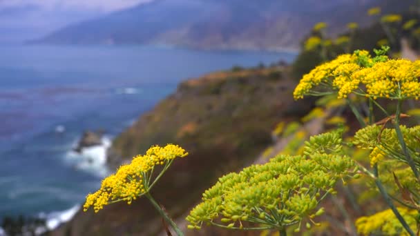 Квіти ростуть уздовж Каліфорнії шосе один — стокове відео