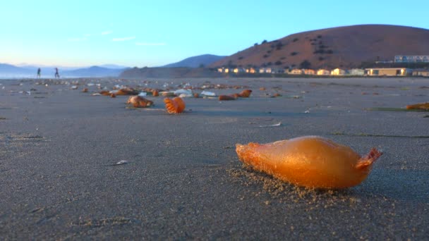 Морские водоросли на пляже Калифорнии — стоковое видео