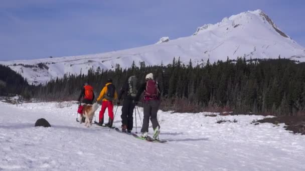 Cross land skiërs en hond — Stockvideo