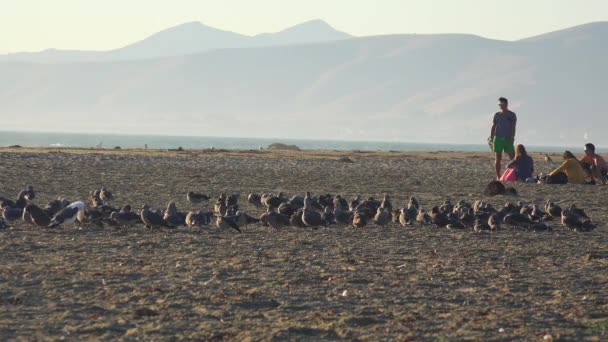 Mensen en shorebirds genieten van het strand — Stockvideo