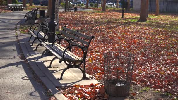 Autumn leaves blanket in  park — Stock Video