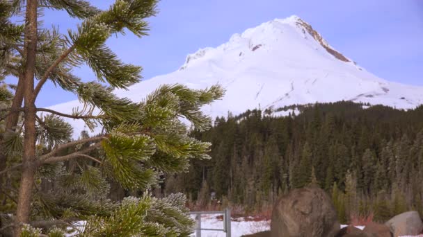 Πεύκα μεγαλώνουν μπροστά από το βουνό Χουντ — Αρχείο Βίντεο