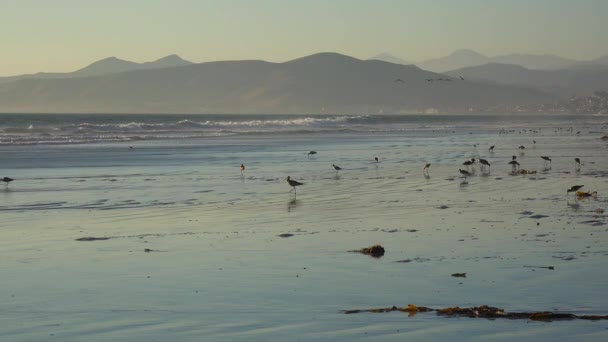 Shorebirds on the sandy coast. — Stock Video
