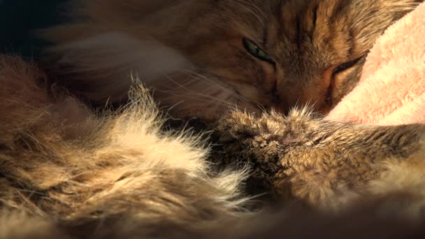 Maine coon chat sommeil — Video