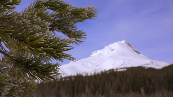 Los pinos crecen frente al monte. Capucha — Vídeo de stock