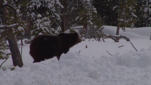 A black bear walks down — Stock Video