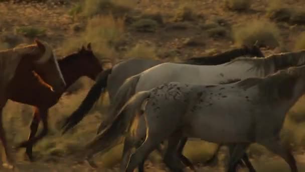 Cavalos selvagens correndo — Vídeo de Stock