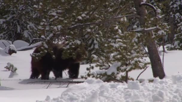 Ведмідь ходить глибоким снігом — стокове відео