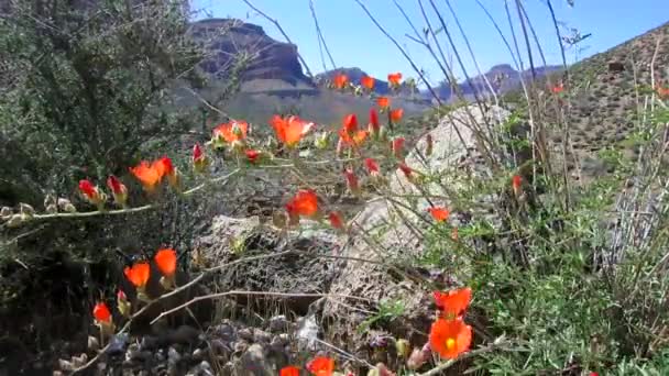 Wildblumen wachsen im amerikanischen Südwesten. — Stockvideo