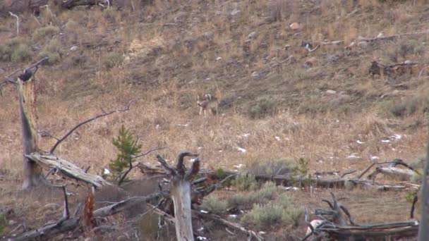 Wolf andando Yellowstone parque . — Vídeo de Stock