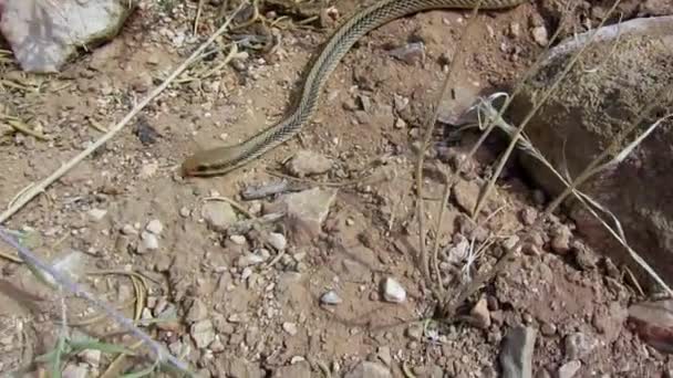 Snake slithers across the desert — Stock Video