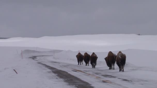 Bisons buffels grazen en lopen — Stockvideo