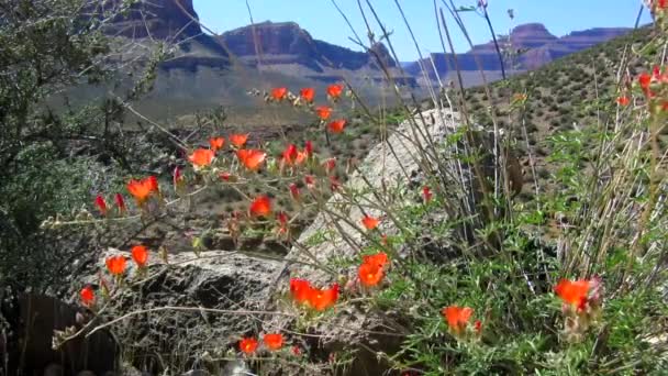 Fleurs sauvages poussent dans le sud-ouest américain . — Video