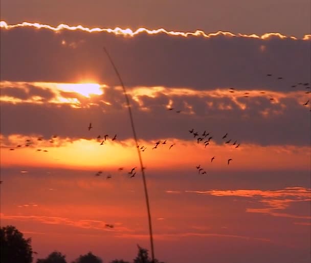 California's Delta-gebied in de buurt van Sacramento — Stockvideo