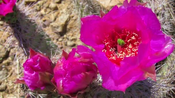 Flores de cactus florecen — Vídeo de stock