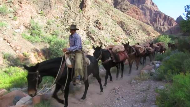 Mule team navigates the trail — Stock Video