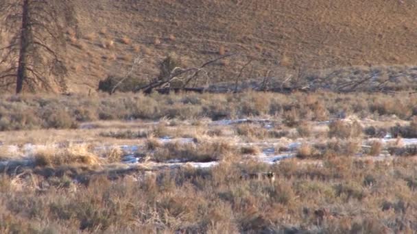 Wolf läuft im Yellowstone Park — Stockvideo