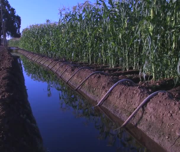 California farmers require water — Stock Video