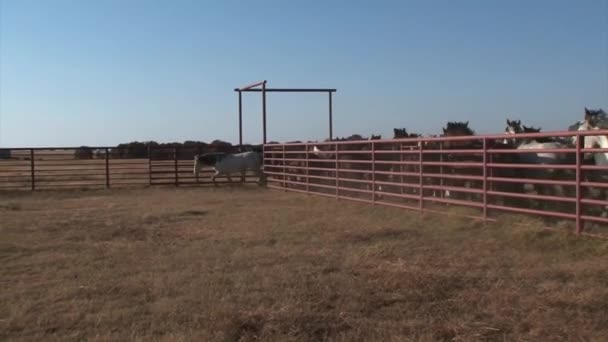 Wild horses are herded through pens — Stock Video