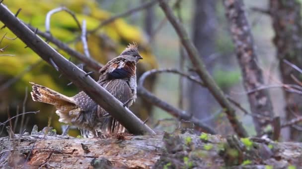 A grouse sits on a branch — Stock Video