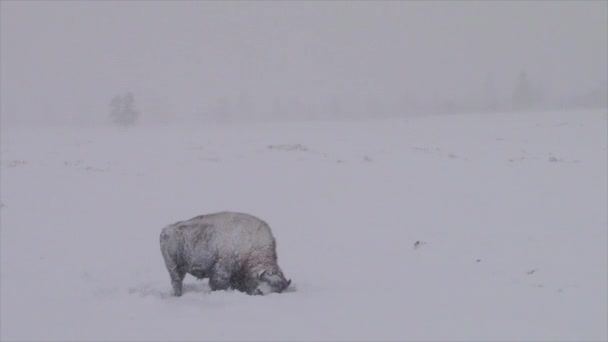 在雪中吃草的野牛野牛 — 图库视频影像