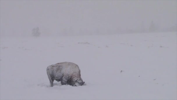 Bison buffalo grazen in sneeuw — Stockvideo