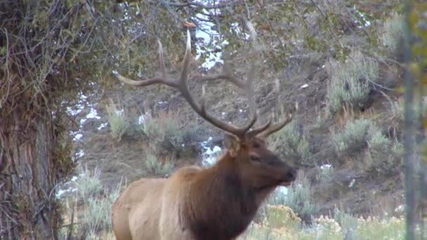 Alce passeggiate attraverso la foresta — Video Stock