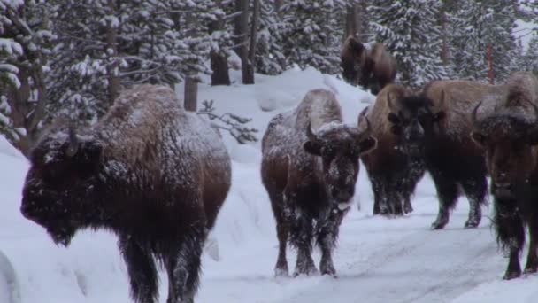 Bisonbüffel grasen im Schnee — Stockvideo