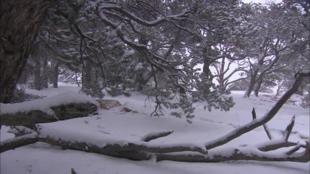 Χιόνι πέφτει στα δέντρα — Αρχείο Βίντεο