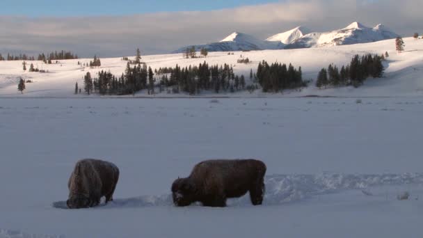 Búfalo bisonte pastando en la nieve — Vídeos de Stock