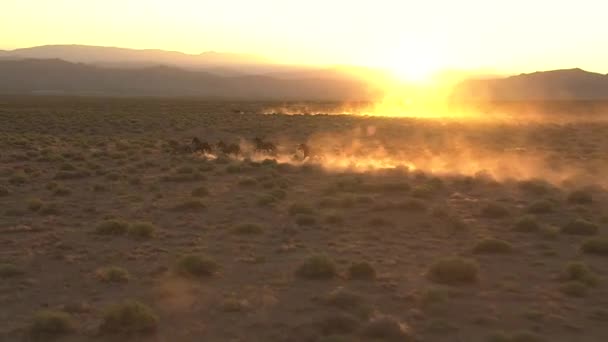 Cavalos selvagens correndo contra o pôr do sol — Vídeo de Stock