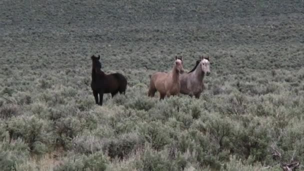 Wild horses running — Stock Video