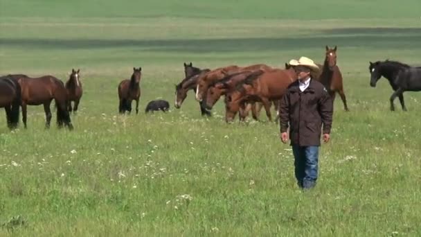 Wilde paarden genieten van lange termijn grasland — Stockvideo