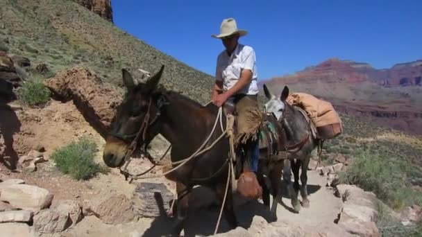 Команда мулов перемещается по тропе. — стоковое видео