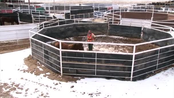 El programa de reclusos de caballos salvajes — Vídeo de stock