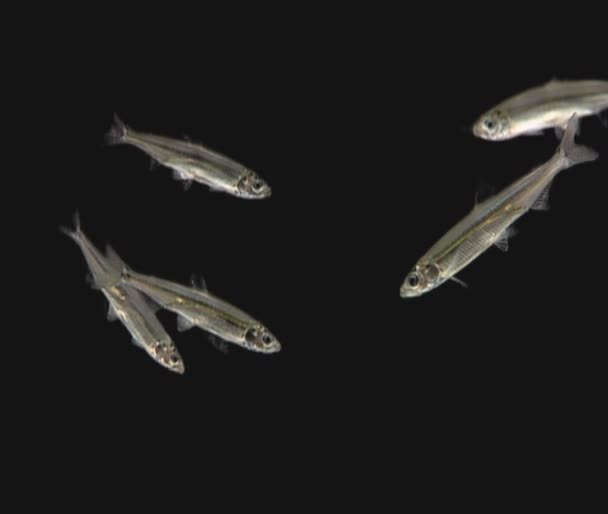 California's delta smelt fishes — Stock Video