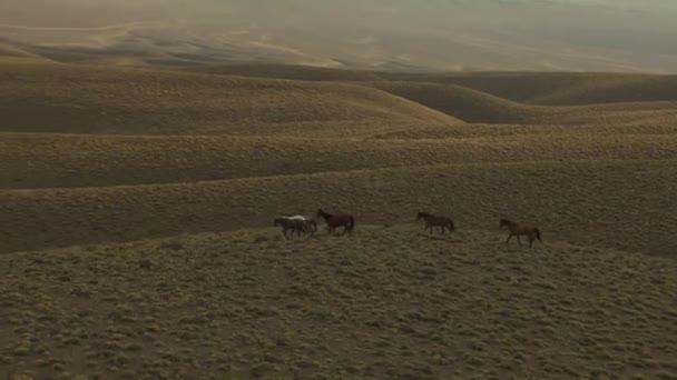 Wild horses running — Stock Video