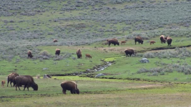 Bison buffalo grazen — Stockvideo