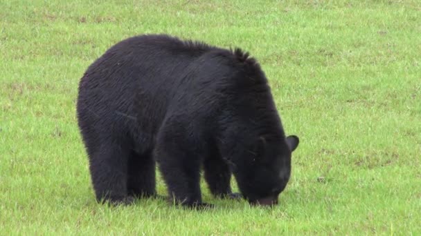 Медведь стоит в поле — стоковое видео