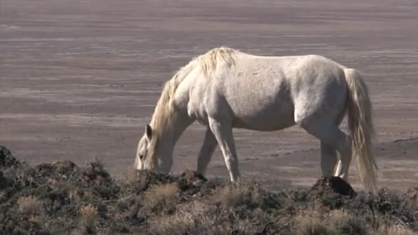 Dzikie konie — Wideo stockowe