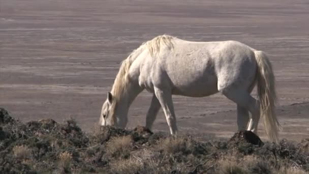 実行している野生の馬 — ストック動画