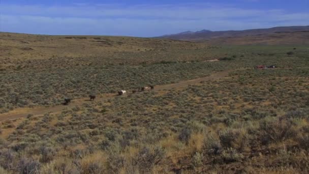 Caballos salvajes corriendo — Vídeo de stock