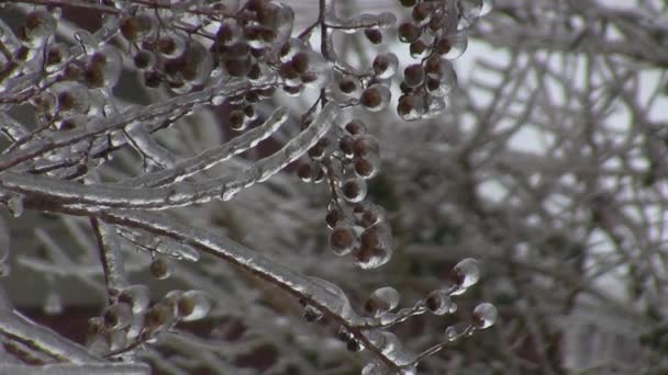 Bra bilder av en ice storm — Stockvideo