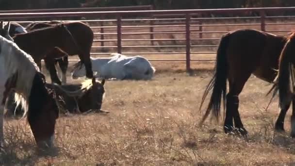 Wilde paarden rennen — Stockvideo