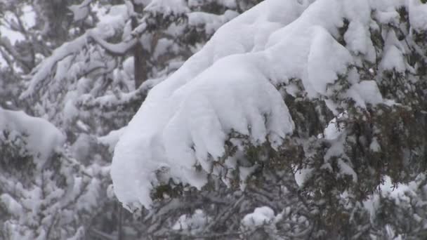 雪落在树上 — 图库视频影像