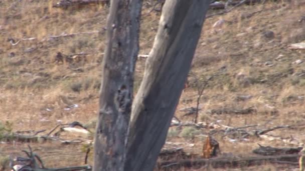 Lobo andando no parque — Vídeo de Stock