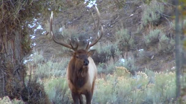 Wapiti marche dans la forêt — Video